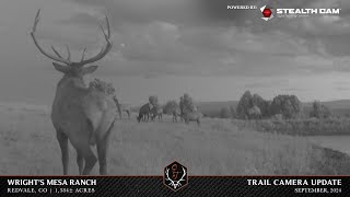 Wrights Mesa Ranch Trail Camera Video [upl. by Willette]