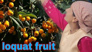 Loquat Fruit 🍑 Session Hp Shimla Autumn Loquat Session [upl. by Menon268]