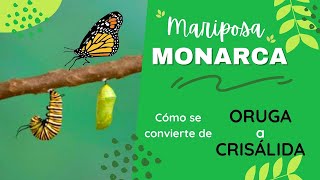 MARIPOSA MONARCA 🦋 Cómo se transforma una ORUGA a CRISÁLIDA [upl. by Nart]