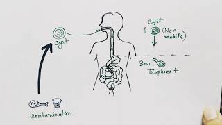 Entamoeba histolytica life cycle  English   Amoebic dysentry  parasitic protozoan [upl. by Naryk]