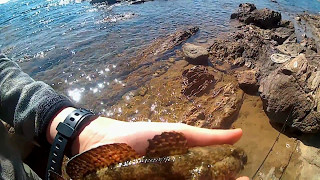 Rockfishing Méditerranée dans le Var pêche gobie et rascasse [upl. by Ahsiekin951]