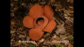 Rafflesia Time Lapse [upl. by Efinnej976]