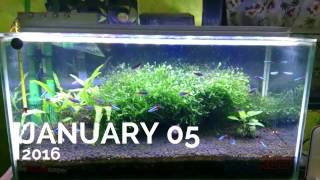 My Pearling Pelia Moss Aquascape for 17 Months [upl. by Dituri509]