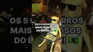 OS 5 CACHORROS MAIS PERIGOSOS DO BRASIL 🇧🇷 shorts [upl. by Schwarz]