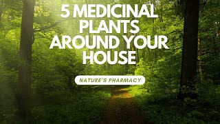 Natures Pharmacy 5 medicinal Plants Found in Your Back Yard [upl. by Najram]