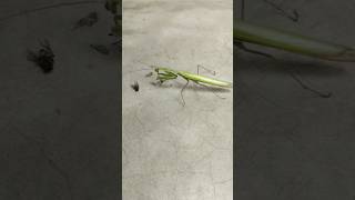 Green mantis vs housefly  mantis shortsfeed shortsviral animals wildlife short ytshorts [upl. by Eudo]