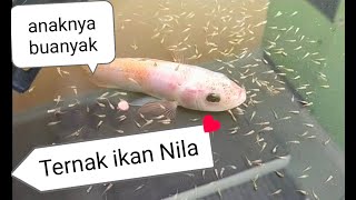 Cara ternak ikan nila pemula dan amatiran  khusus buat penghobi ikan yang tidak ada kerjaan wkwk [upl. by Halullat]