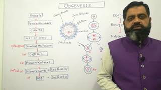 Oogenesis Urdu Hindi medium profmasoodfuzail Anatomy of Ovum  Formation of egg in Human [upl. by Akirahc]