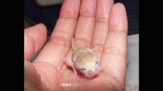 Pygmy Jerboa  721生まれのコミミちゃん [upl. by Andrews]