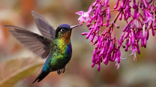 Bird who fly backward forward hover and feed chicks while flying  Amazing Hummingbird birds [upl. by Shirleen]