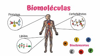 Biomoléculas Carbohidratos Lípidos y Proteínas [upl. by Lowson25]