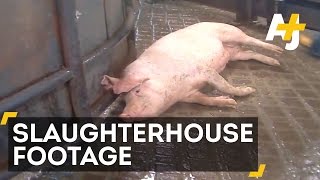 Undercover Video Reveals Horrifying Animal Abuse At Hormel [upl. by Anitselec]