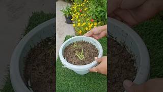 Grow cypress vine from seeds  grow Ganesh vel shorts shortsfeed shortsviral yt ytshorts [upl. by Attennot]