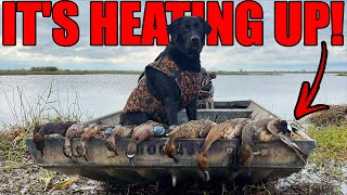 The Marsh is HEATING UP Louisiana Duck Hunting [upl. by Atilrak679]