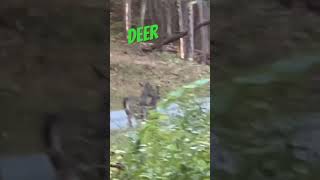 Deer whitetail whitetaildeer whitetailbuck deer shorts nature bucks whitetails [upl. by Nwahsuq]