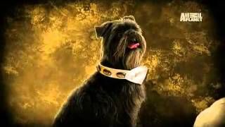 Dogs 101 Affenpinscher [upl. by Attekahs]