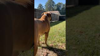 Boerboels Patrolling the Yard southafricanboerboel mastiff protector puppy zuland explore [upl. by Noterb]