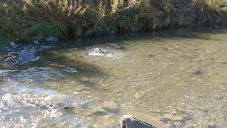 Salmon Run at Highland Creek Morningside Park 4 [upl. by Atinomar111]