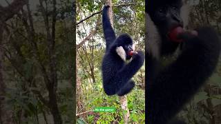 The confusing behavior of running animals 🐒 in harmony viviparity [upl. by Adlemy]