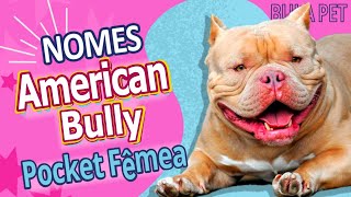 Nomes para American Bully Pocket Fêmea bulapet dog dogs [upl. by Jemy]