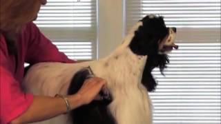 How to Groom Dogs with Thinning Shears [upl. by Leler]