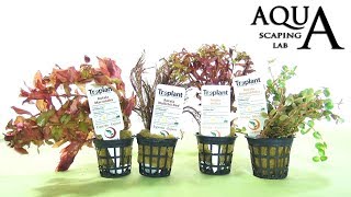 Aquascaping Lab  ROTALA Aquatic Plant technical description and management all varieties [upl. by Anerres]