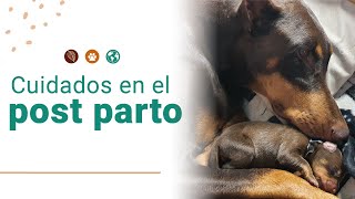 Cuidados de una perrita después del parto [upl. by Nytsua]