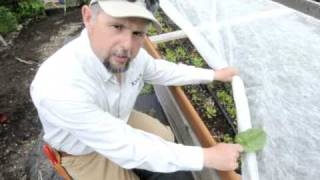 Preventing Leaf Miners on Spinach [upl. by Nesline]