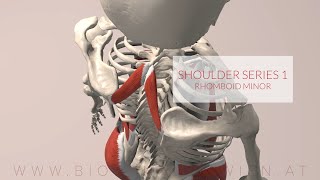 Rhomboid Minor Shoulder Series Part 1 3D Animation [upl. by Balling]