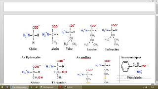 Biochimie des acides aminés [upl. by Jennings]