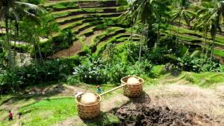 Bali Journey The amazing Ubud rice terrace  Travip The Wanderlust [upl. by Enitsua743]