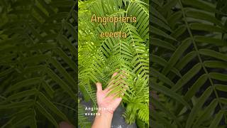 King of Ferns  Angiopteris evecta plant profile [upl. by Aisac]