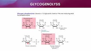 Acid Hydrolysis of Glycogen [upl. by Meakem]