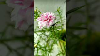 Beautiful flowers Beautiful Portulaca japanes moss Rose Grandiflora plant atHomeshrotsflowers [upl. by Alessandro]