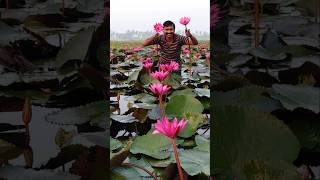 ఎర్ర కలువ పువ్వులు redwaterlily flowers viralshorts [upl. by Resor270]