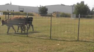 Bouvier herding cattle  Stone 2013 [upl. by Chrisy285]