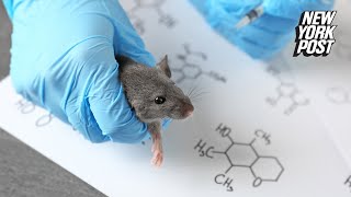 Chinese lab crafts mutant COVID19 strain with 100 kill rate in ‘humanized’ mice [upl. by Pardner21]