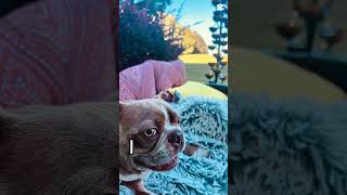 Gus is stating facts pets ilovemybostonterrier funnyanimal dog cute bostonterrierlove [upl. by Dorothi]