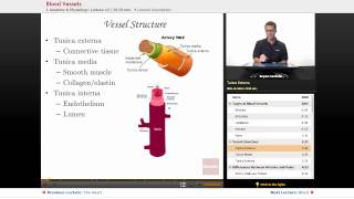 quotBlood Vesselsquot  Anatomy amp Physiology with Educatorcom [upl. by Cosetta920]