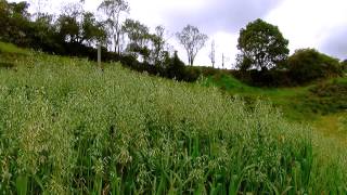 Oats forage for Cattle  Fodder  English Subtitles Avena forrajera TvAgro By Juan Gonzalo Angel [upl. by Cassy]