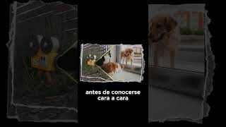 Cómo hacer una introducción adecuada entre perros y gatos [upl. by Ennaid]