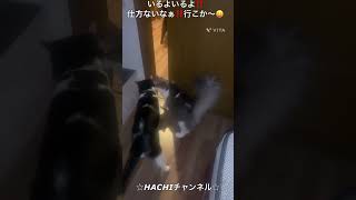 HACHIチャンネル 1342 ねむい あいみょん shorts HACHI and NANA and ROKU 保護猫 闇バイト [upl. by Crenshaw]