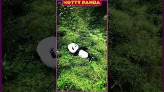 Panda Dreams The Hilarious Adventures of a Sleepy Troublemaker  Notty panda [upl. by Miarzim593]