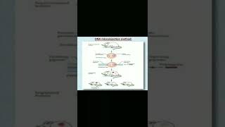 DNA MICROINJECTION METHOD IN HINDI [upl. by Llerred137]