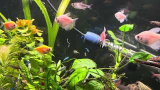 Peces comiendo Blackworms [upl. by Hauger514]