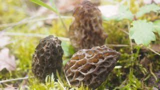 Où trouver des morilles [upl. by Lemor]