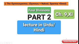 GymnospermsCycads division CycadophytaGnetae  GnetophytaGinkgo divisionGinkgophytaConifers [upl. by Bea]