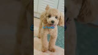 Top 10 Family Dog Breeds In The World 2024 ll shorts [upl. by Assisi]