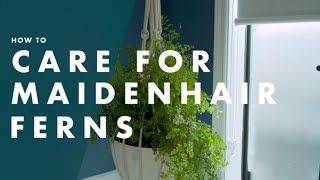 How To Care For A Maidenhair Fern  Bunnings Australia [upl. by Grannias]