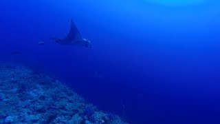 Manta and Grey Reef Shark at Elphinstone by Bahi and Moataz [upl. by Ajani]